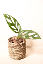 Monstera adansonii "regular form"